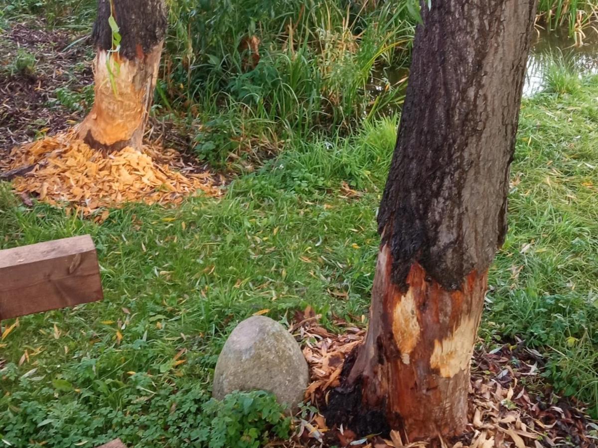 Agroturystyka Kwatery Pracownicze Noclegi Rybno Mazury Extérieur photo